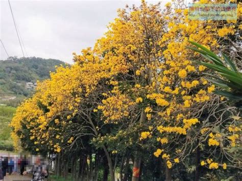 螃蟹穴|【新竹】巨埔農場黃花風鈴木